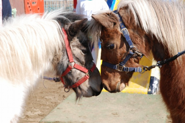 ポニーとのふれあい体験　＆　展望室一般公開