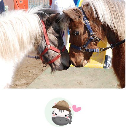 動物とのふれあい